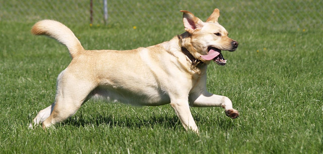reiki in dog training helps